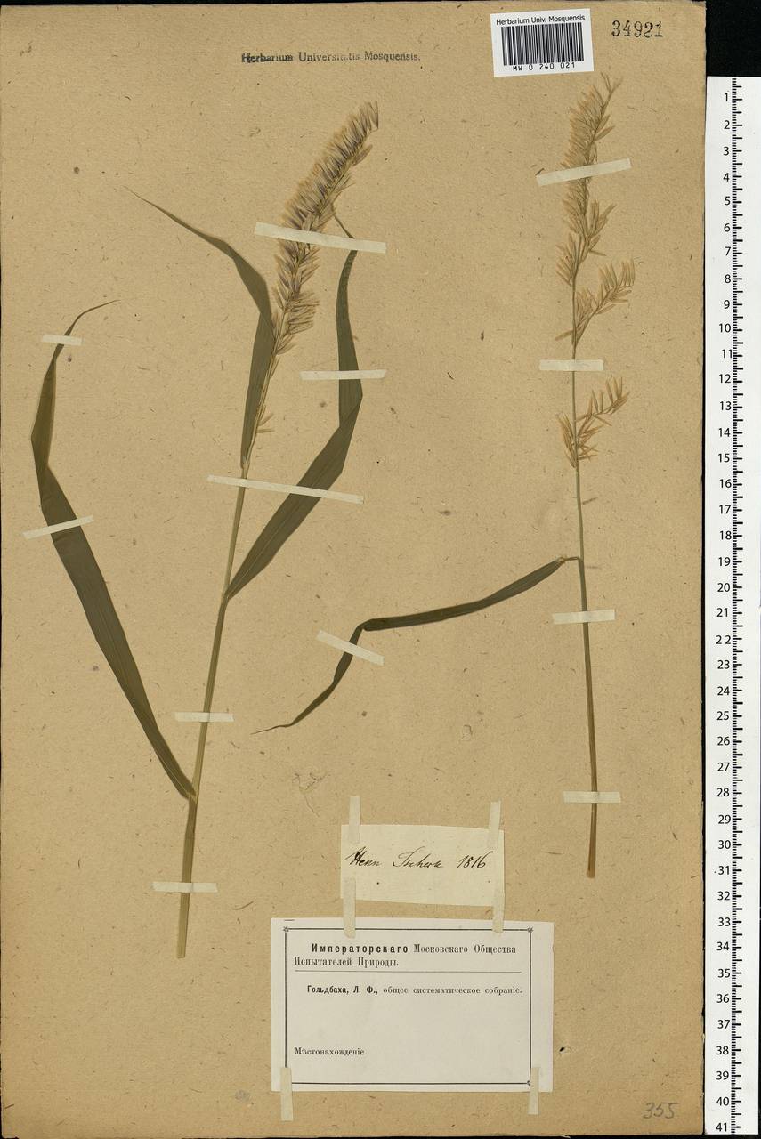 Melica ciliata L., Eastern Europe, Rostov Oblast (E12a) (Russia)