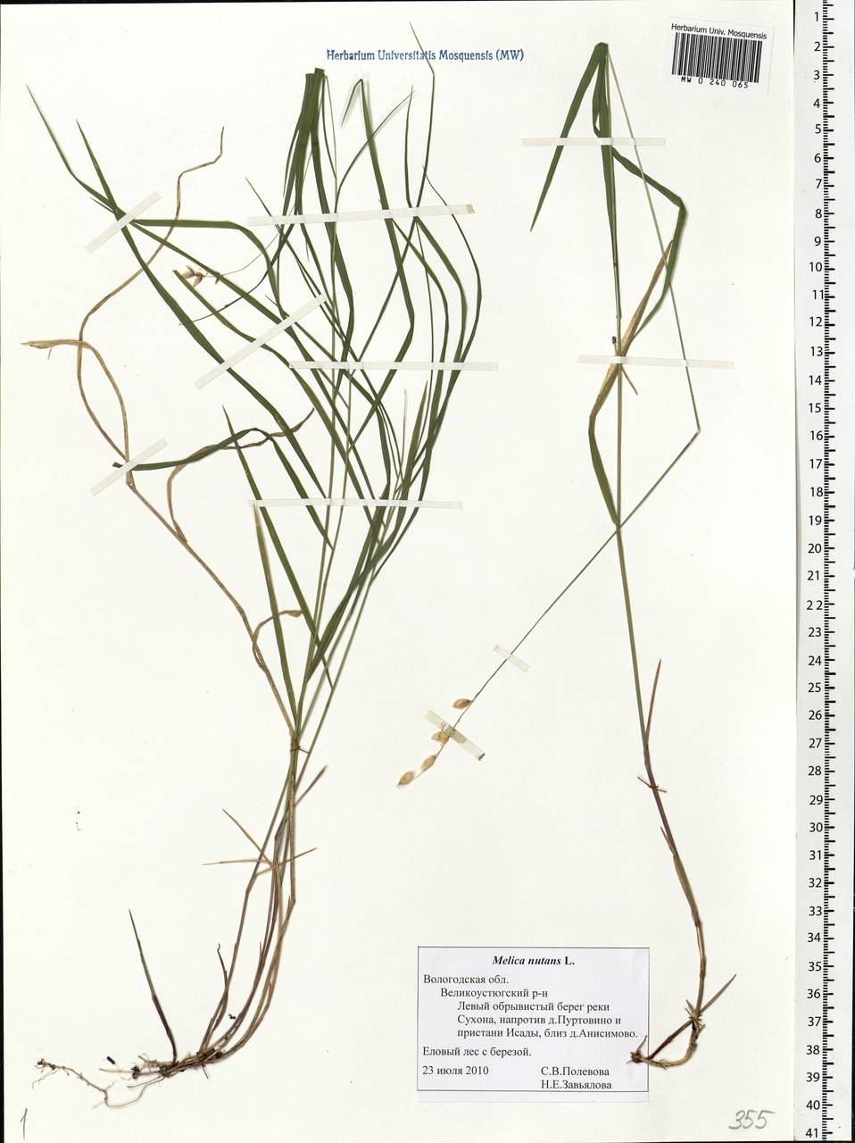Melica nutans L., Eastern Europe, Northern region (E1) (Russia)