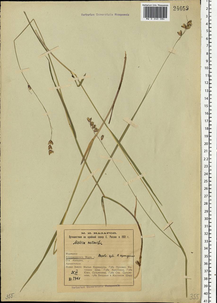 Melica nutans L., Eastern Europe, Northern region (E1) (Russia)