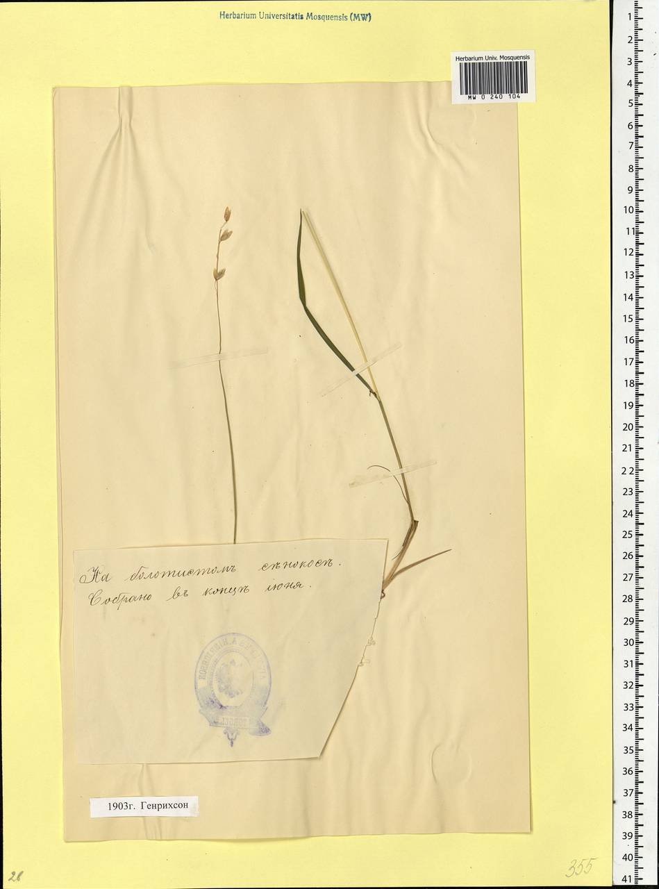 Melica nutans L., Eastern Europe, Estonia (E2c) (Estonia)