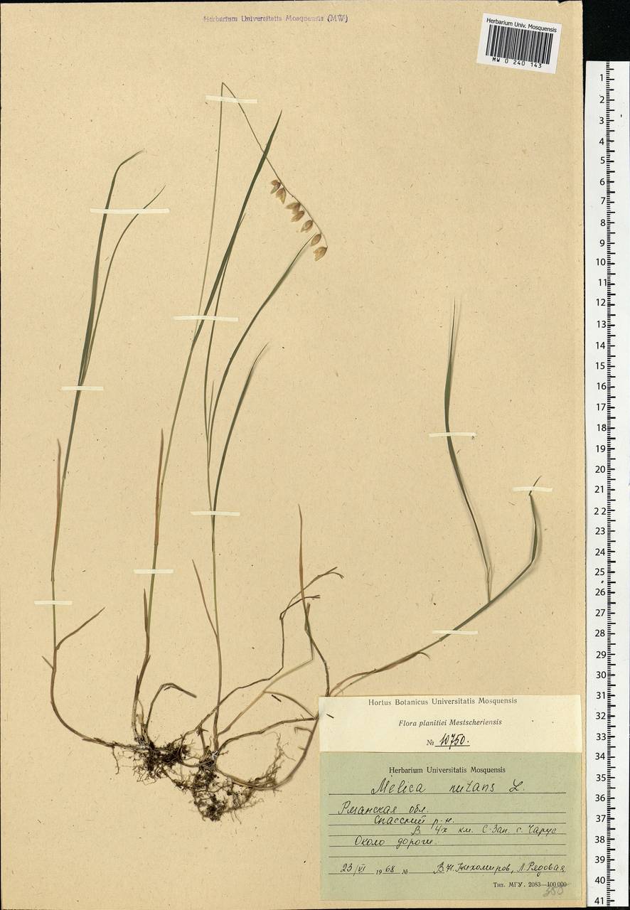 Melica nutans L., Eastern Europe, Central region (E4) (Russia)