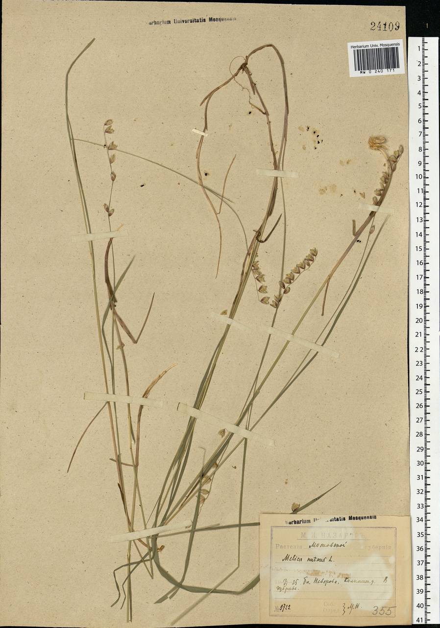 Melica nutans L., Eastern Europe, Moscow region (E4a) (Russia)