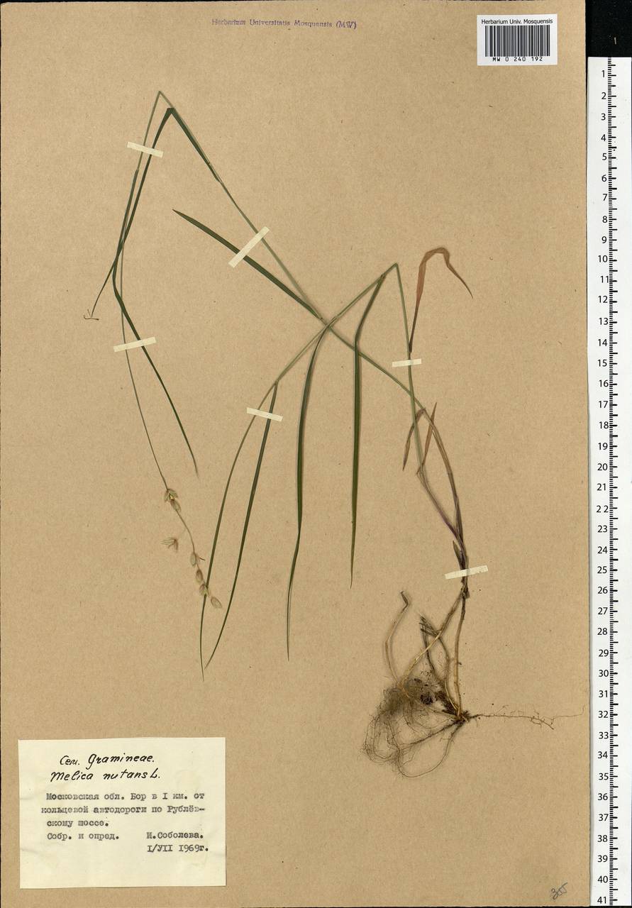 Melica nutans L., Eastern Europe, Moscow region (E4a) (Russia)