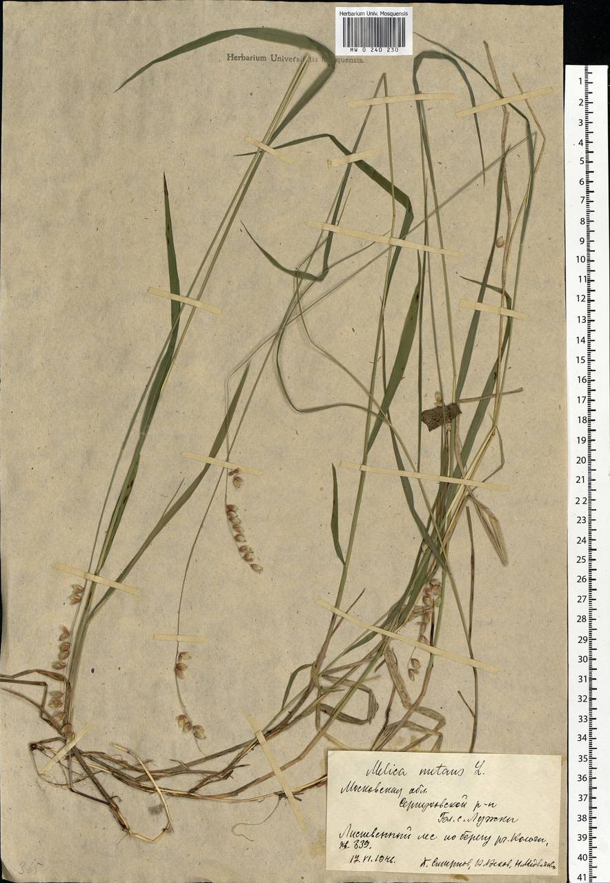 Melica nutans L., Eastern Europe, Moscow region (E4a) (Russia)