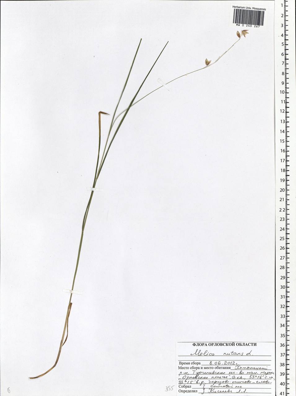 Melica nutans L., Eastern Europe, Central forest-and-steppe region (E6) (Russia)