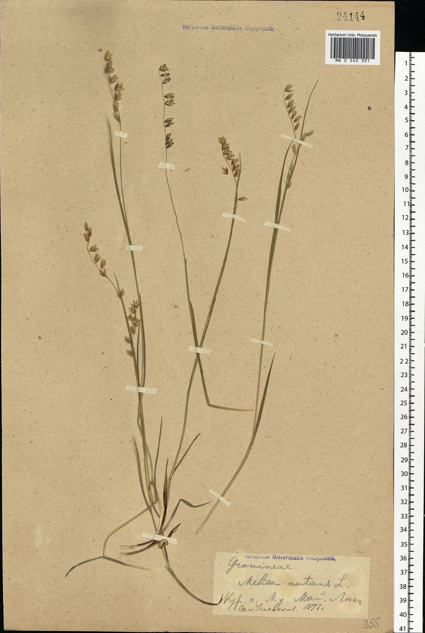 Melica nutans L., Eastern Europe, Central forest-and-steppe region (E6) (Russia)
