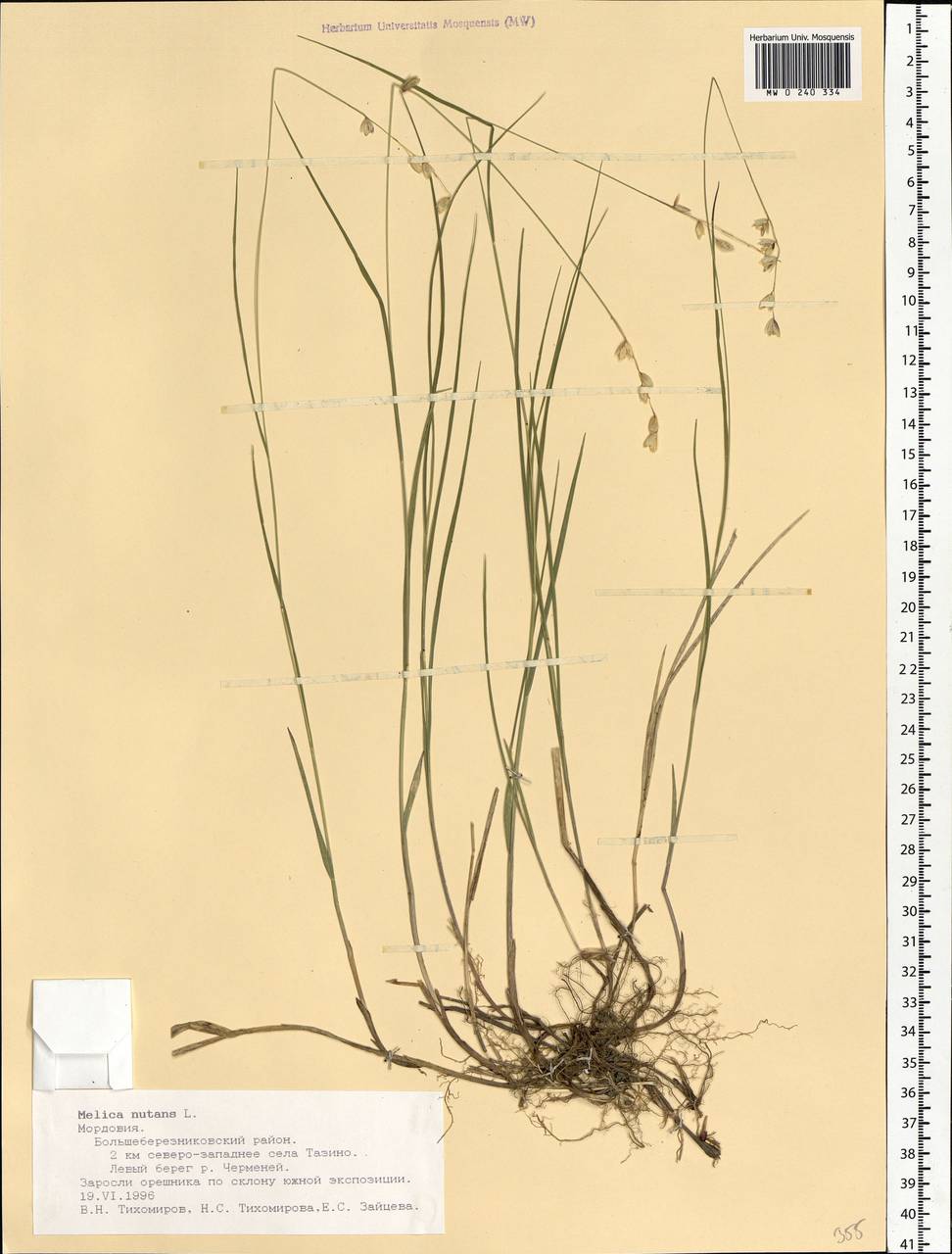 Melica nutans L., Eastern Europe, Middle Volga region (E8) (Russia)