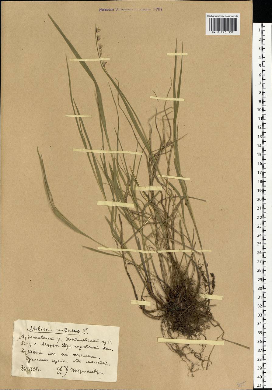 Melica nutans L., Eastern Europe, Middle Volga region (E8) (Russia)