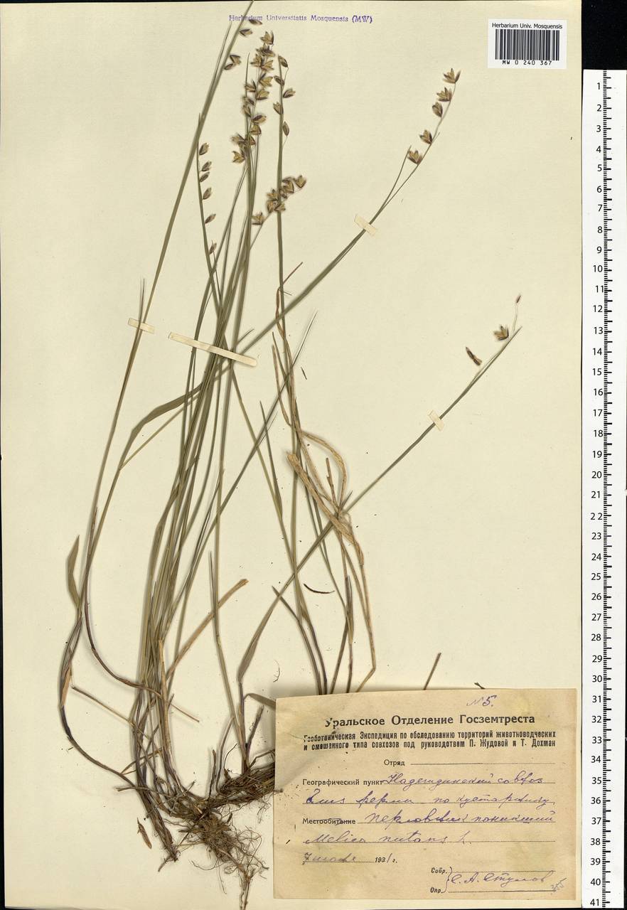 Melica nutans L., Eastern Europe, Eastern region (E10) (Russia)