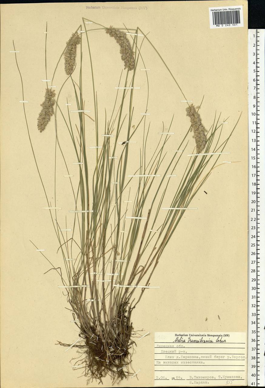 Melica transsilvanica Schur, Eastern Europe, Central forest-and-steppe region (E6) (Russia)