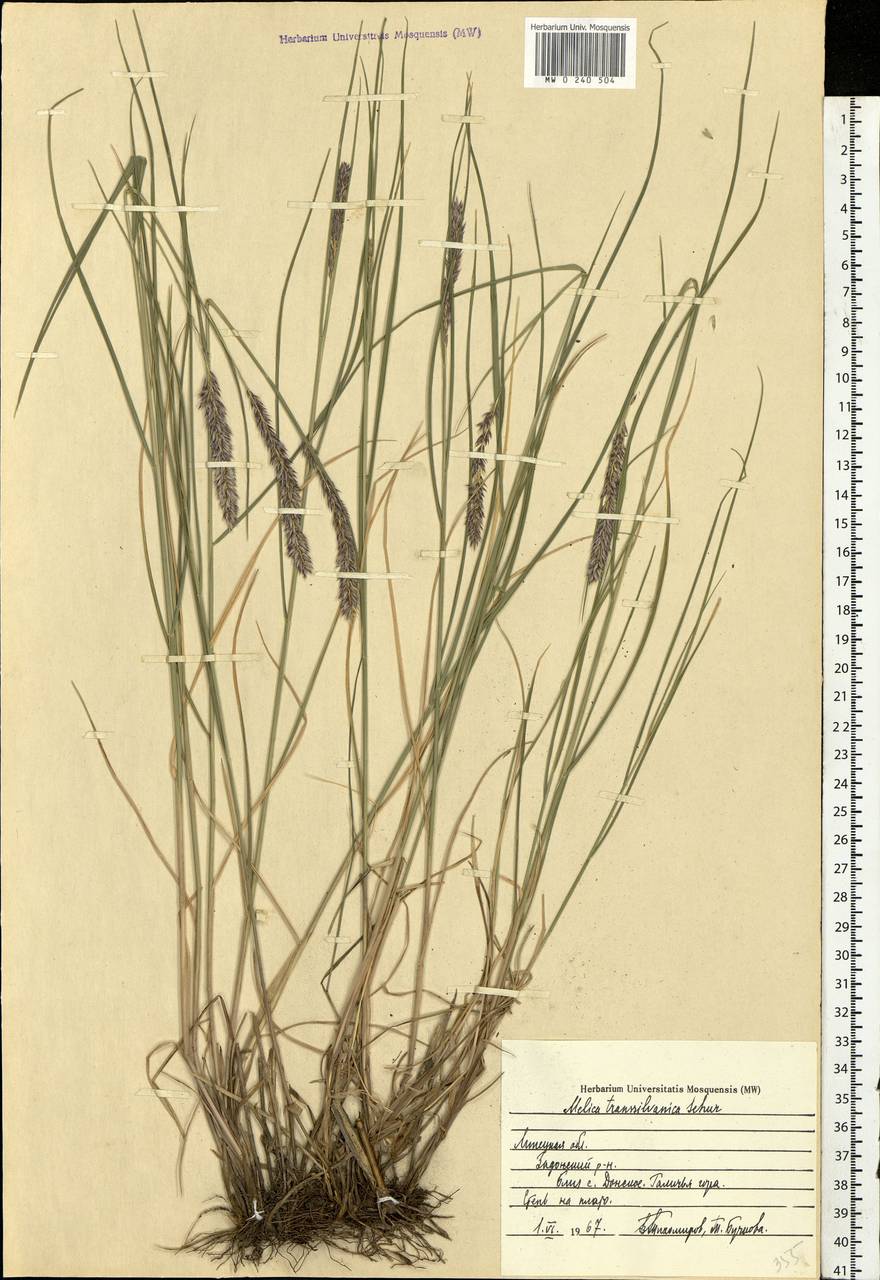 Melica transsilvanica Schur, Eastern Europe, Central forest-and-steppe region (E6) (Russia)
