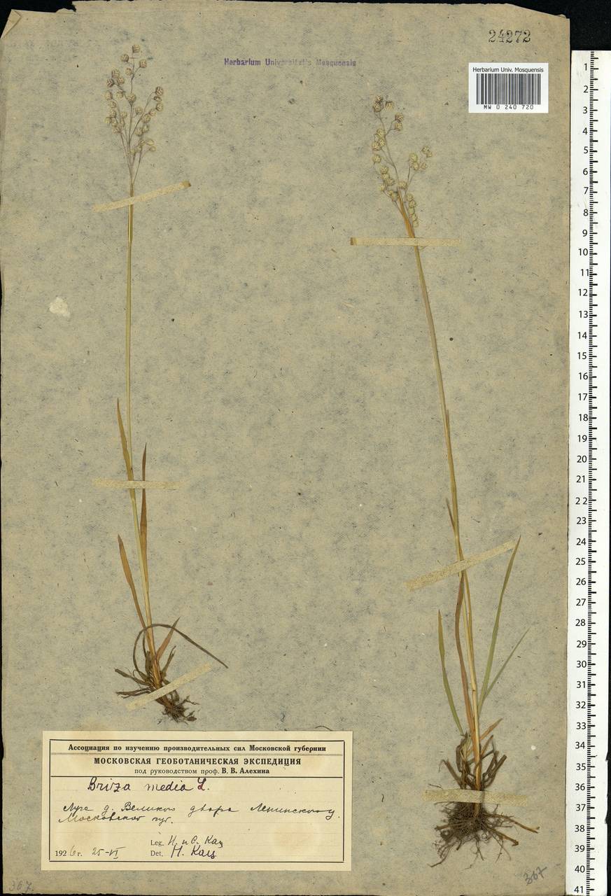 Briza media L., Eastern Europe, Moscow region (E4a) (Russia)