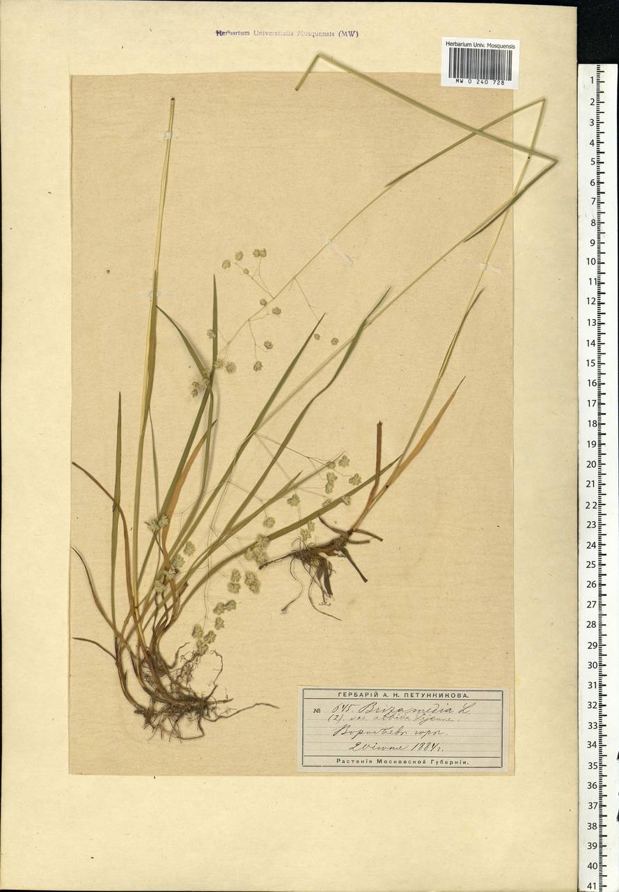 Briza media L., Eastern Europe, Moscow region (E4a) (Russia)