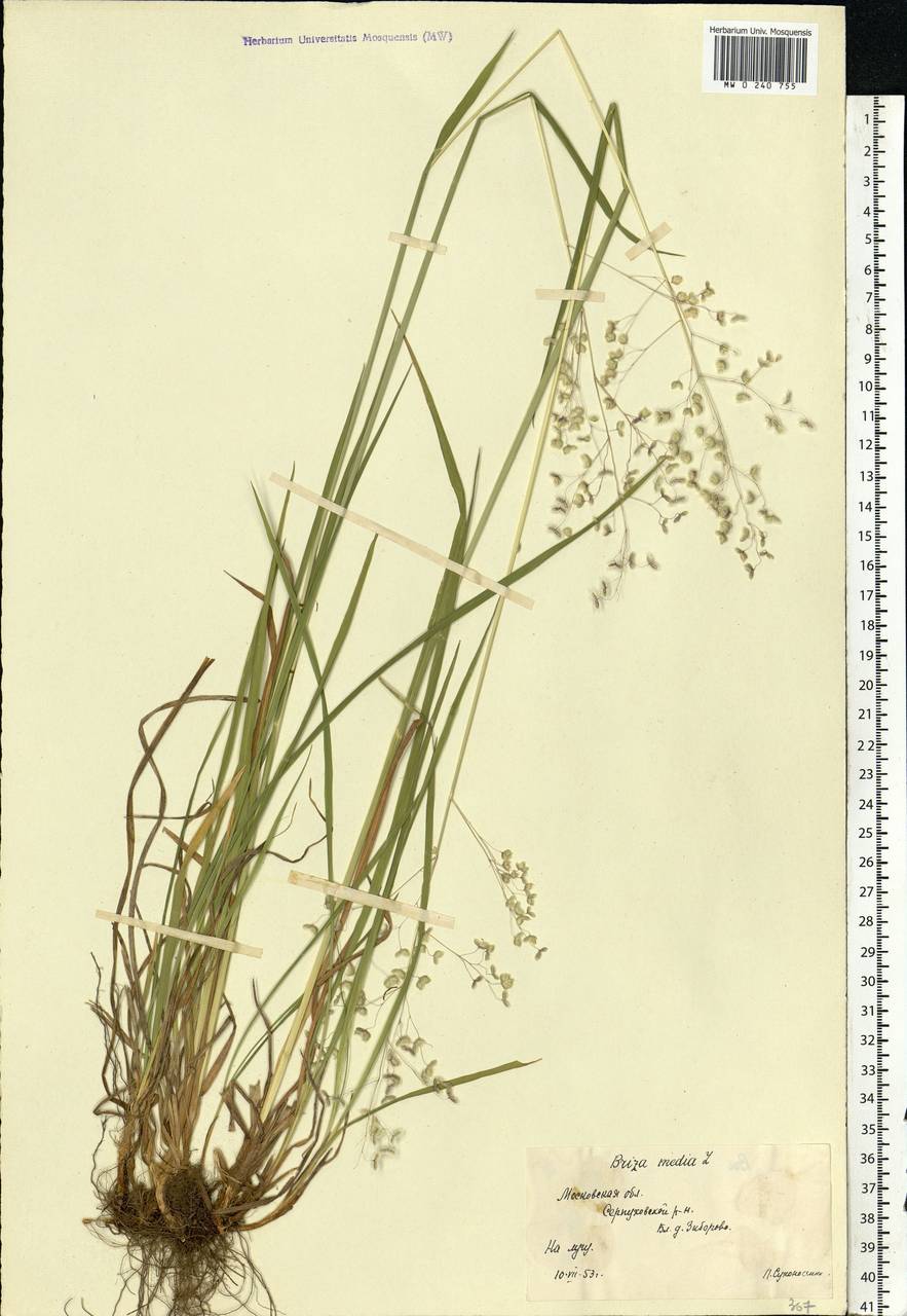 Briza media L., Eastern Europe, Moscow region (E4a) (Russia)