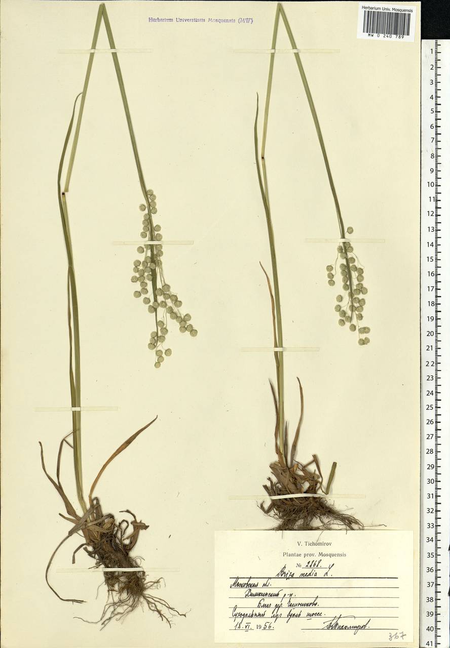 Briza media L., Eastern Europe, Moscow region (E4a) (Russia)