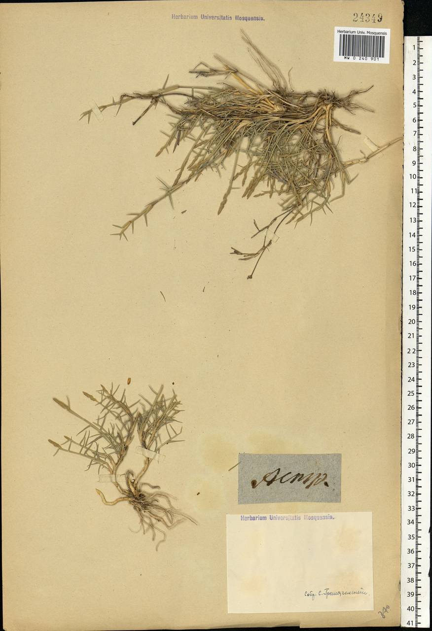 Aeluropus littoralis (Gouan) Parl., Eastern Europe, Lower Volga region (E9) (Russia)