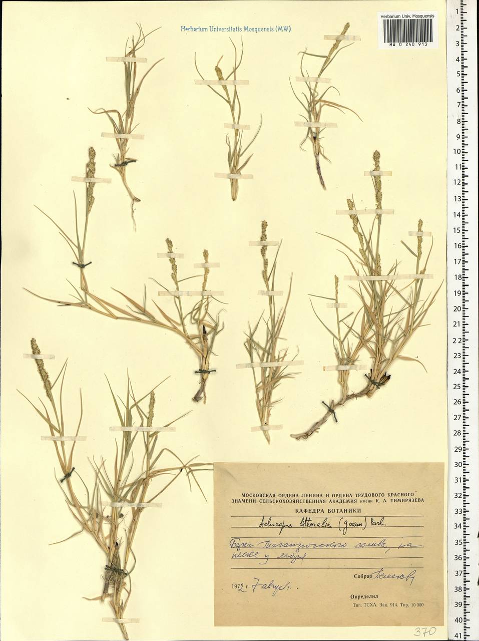 Aeluropus littoralis (Gouan) Parl., Eastern Europe, South Ukrainian region (E12) (Ukraine)