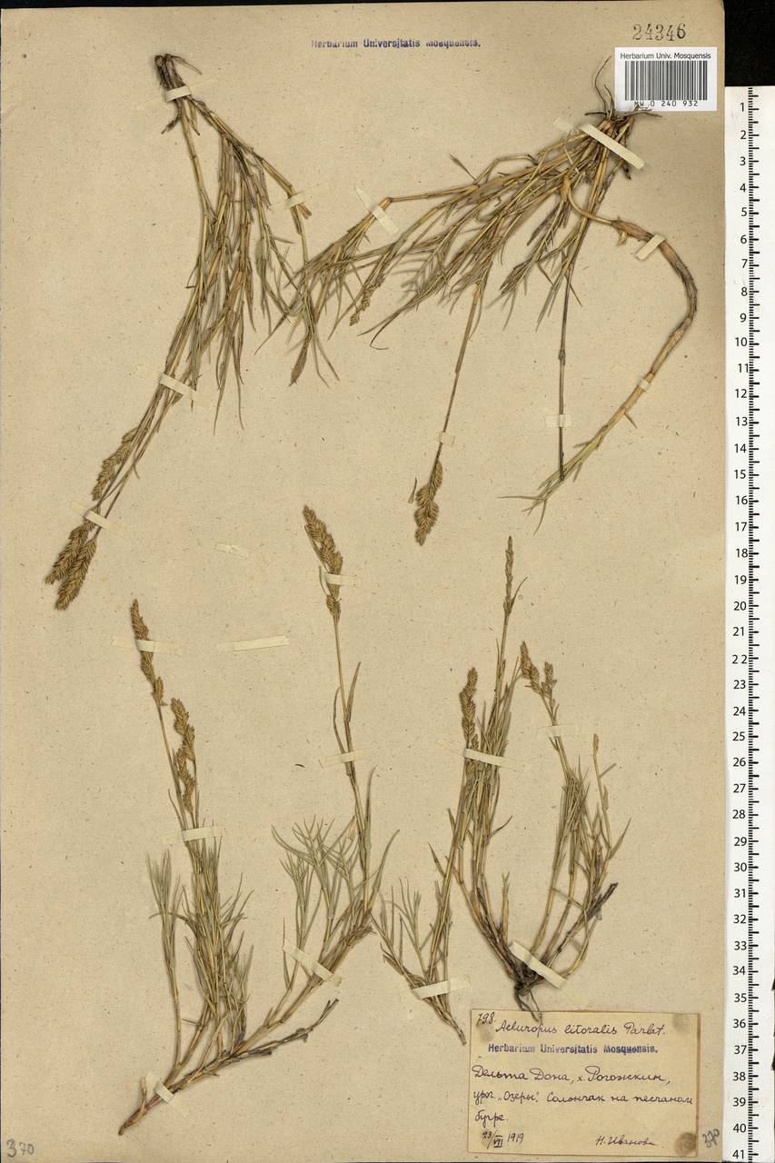 Aeluropus littoralis (Gouan) Parl., Eastern Europe, Rostov Oblast (E12a) (Russia)