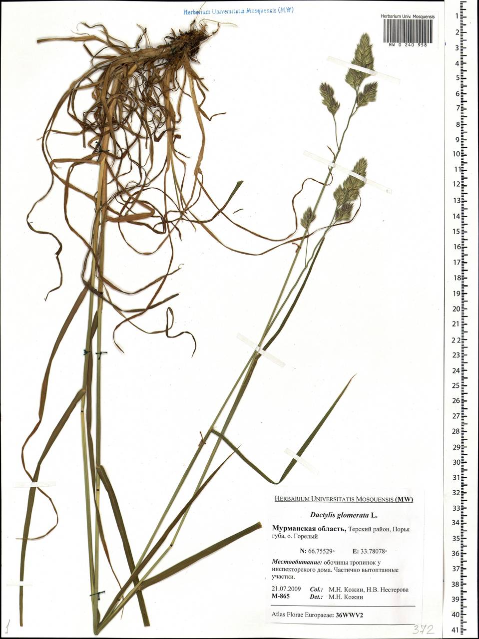 Dactylis glomerata L., Eastern Europe, Northern region (E1) (Russia)