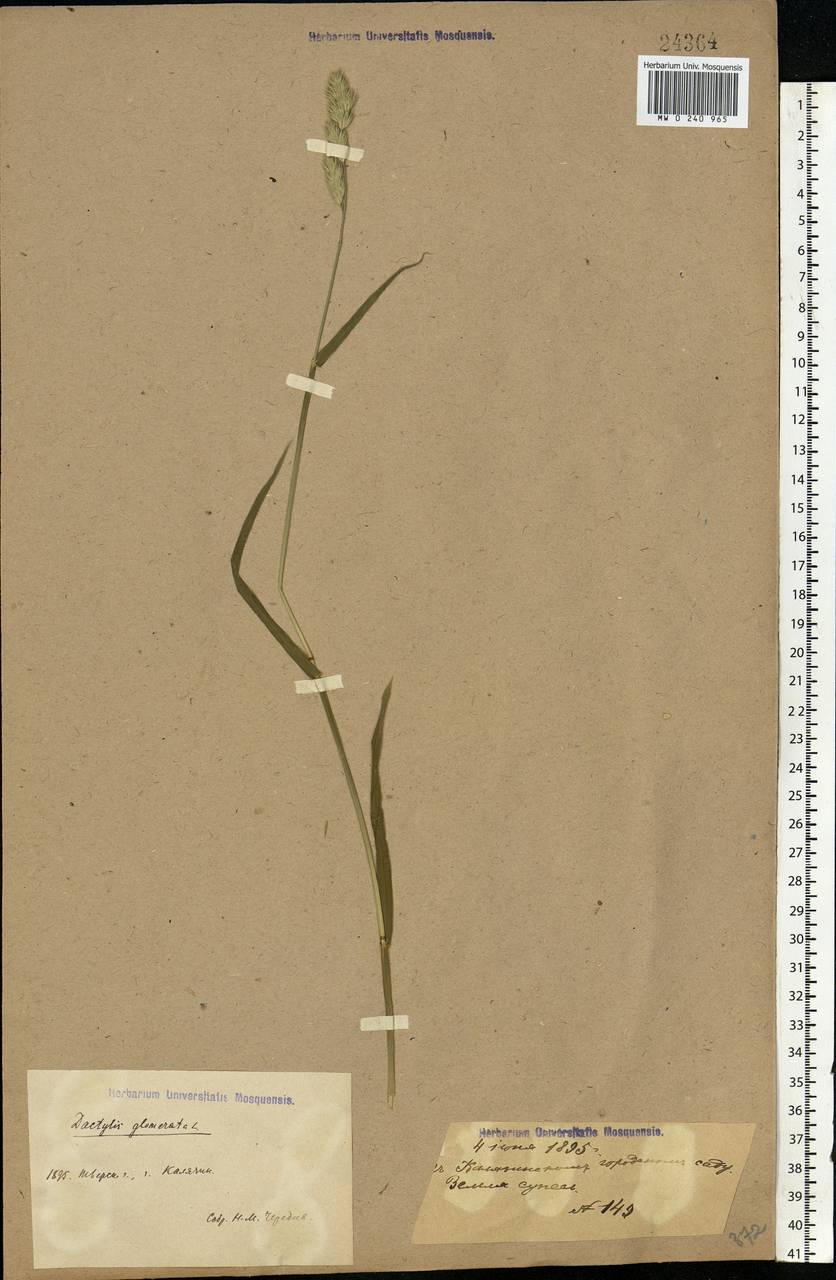 Dactylis glomerata L., Eastern Europe, North-Western region (E2) (Russia)