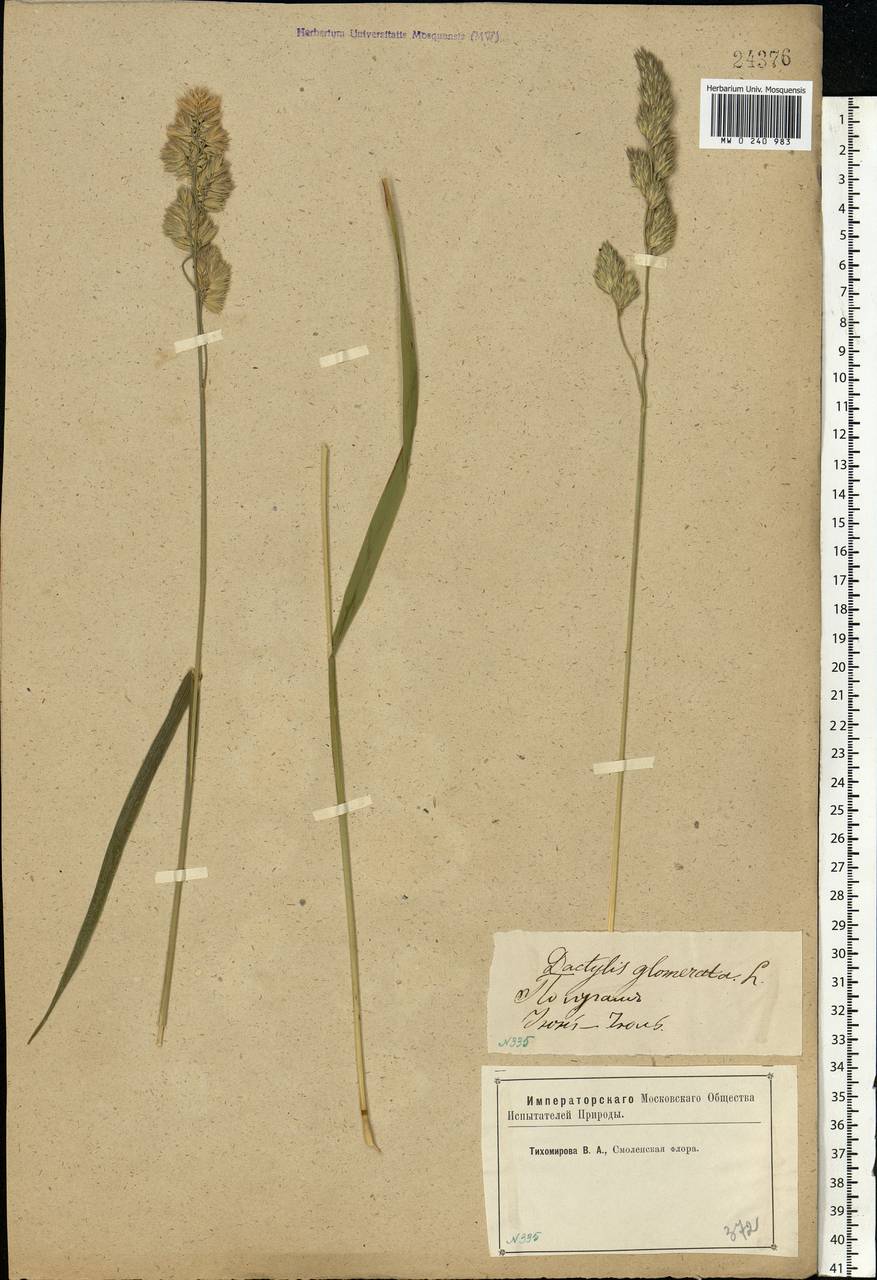 Dactylis glomerata L., Eastern Europe, Western region (E3) (Russia)