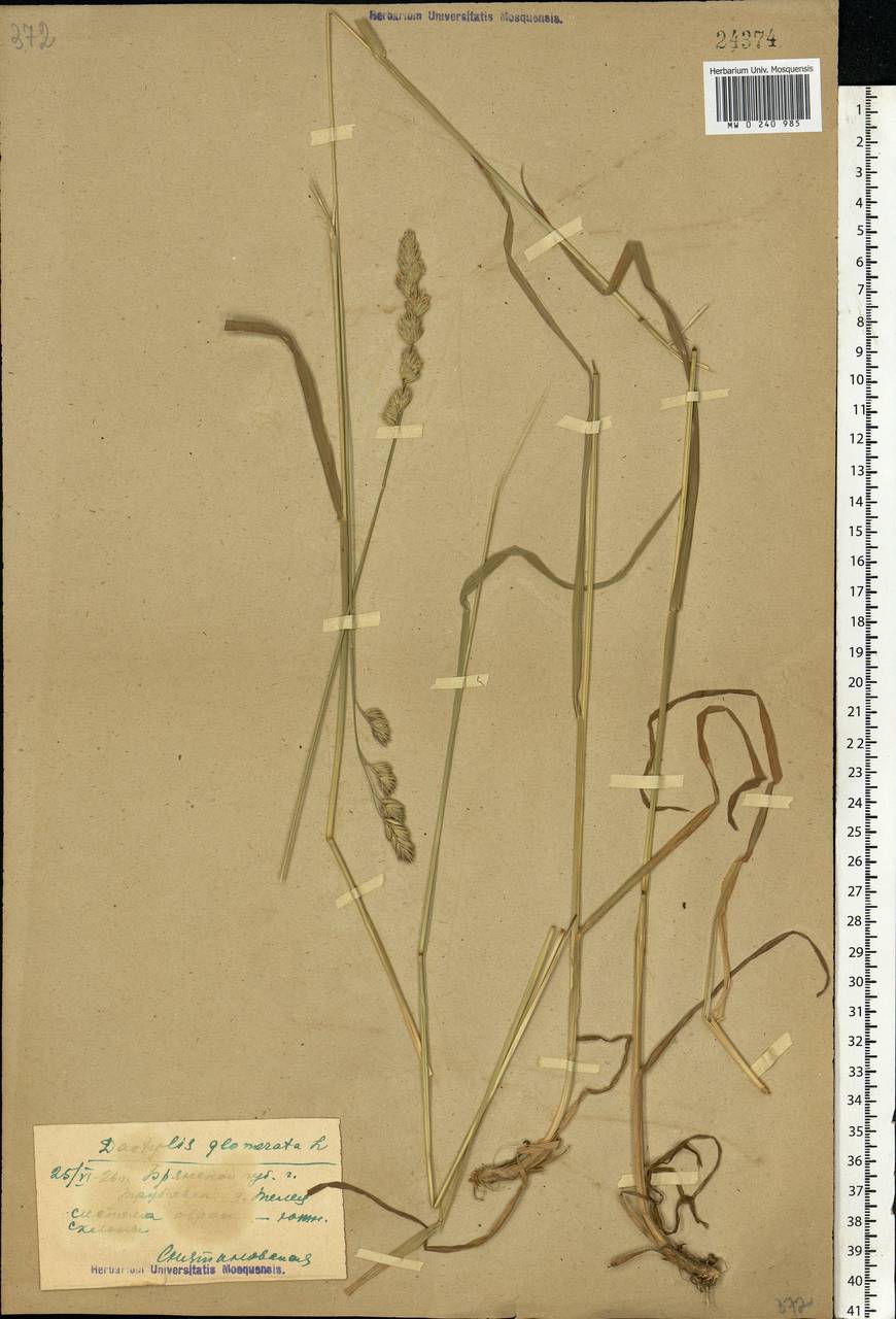 Dactylis glomerata L., Eastern Europe, Western region (E3) (Russia)