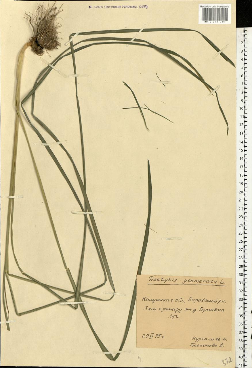 Dactylis glomerata L., Eastern Europe, Central region (E4) (Russia)