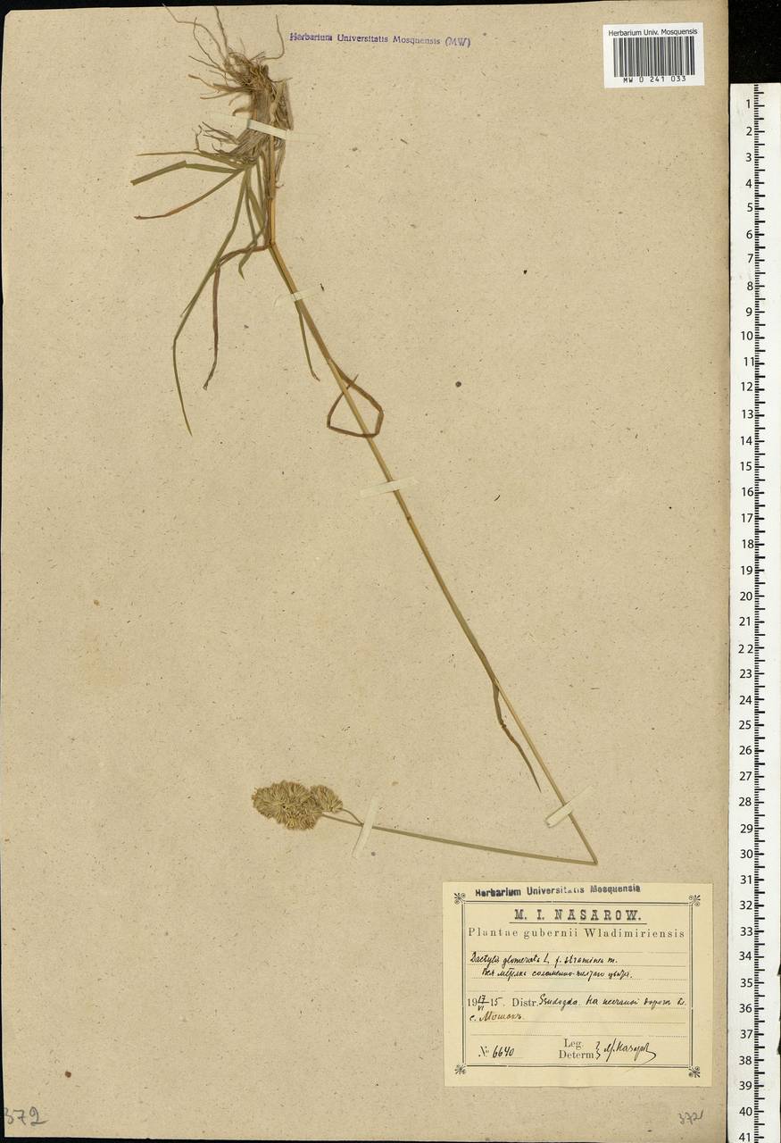 Dactylis glomerata L., Eastern Europe, Central region (E4) (Russia)