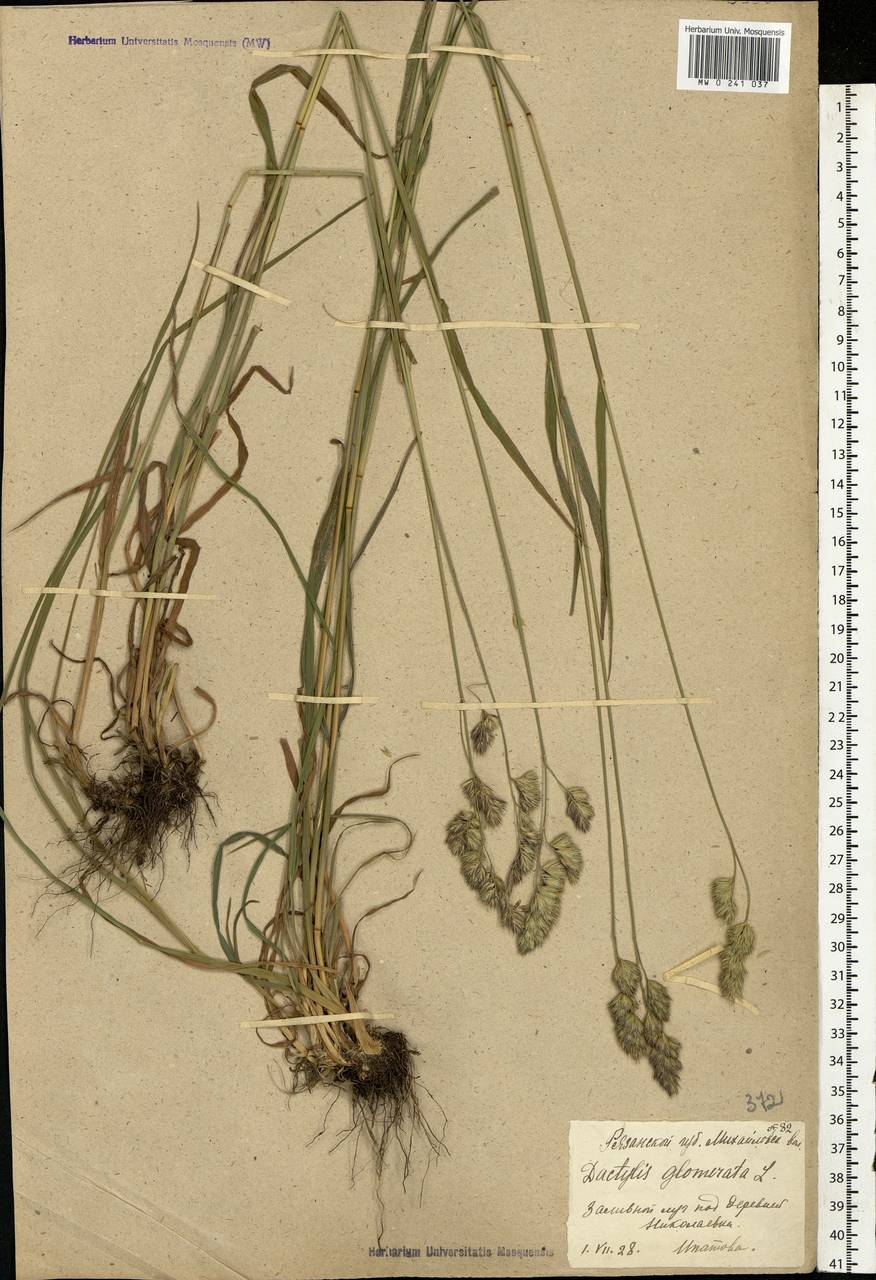 Dactylis glomerata L., Eastern Europe, Central region (E4) (Russia)