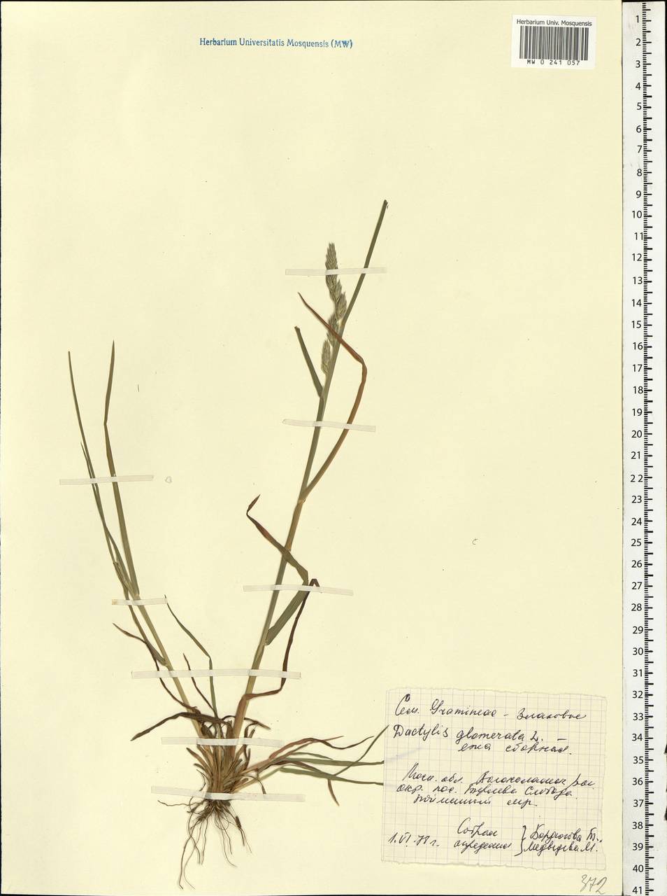 Dactylis glomerata L., Eastern Europe, Moscow region (E4a) (Russia)