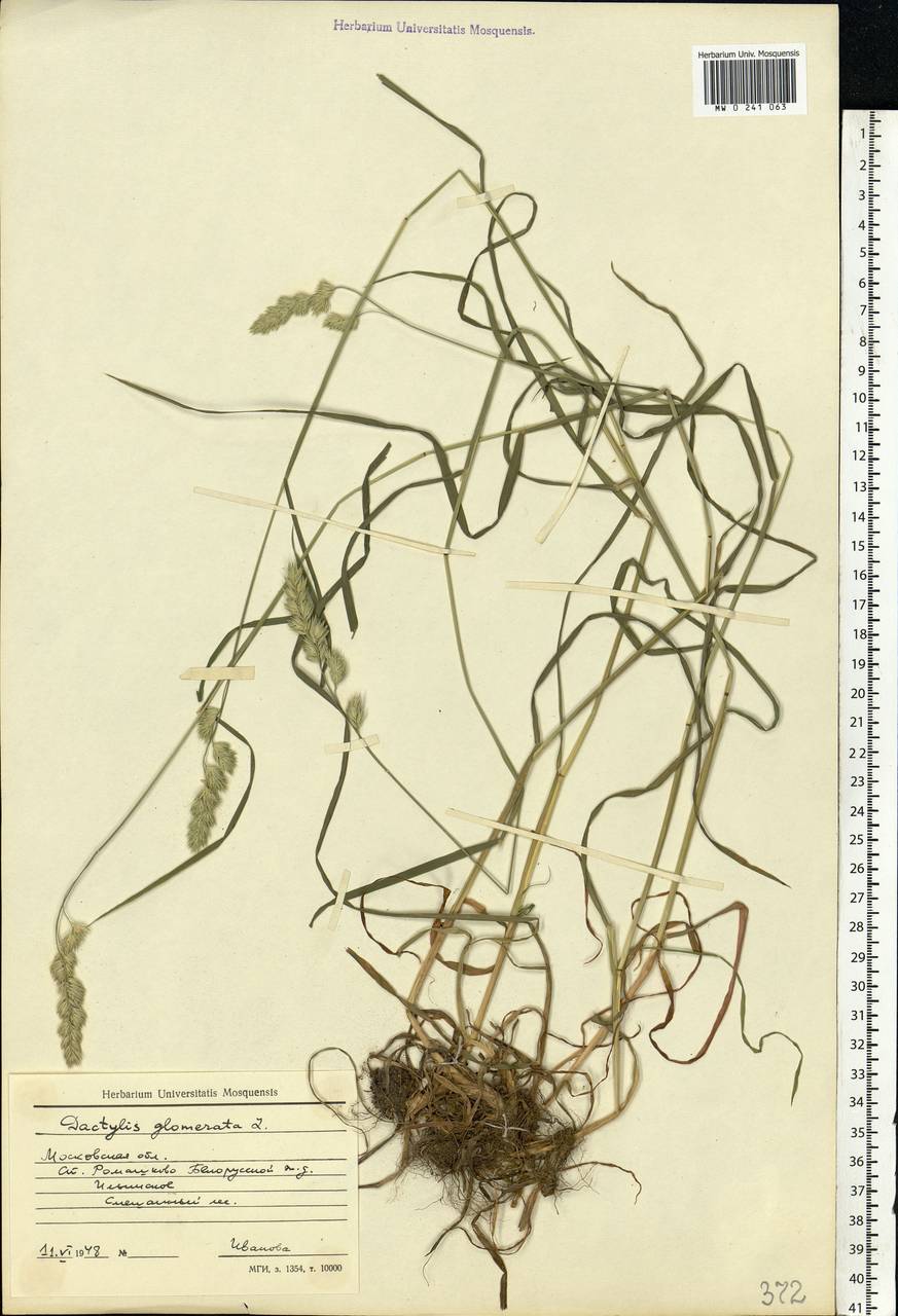Dactylis glomerata L., Eastern Europe, Moscow region (E4a) (Russia)