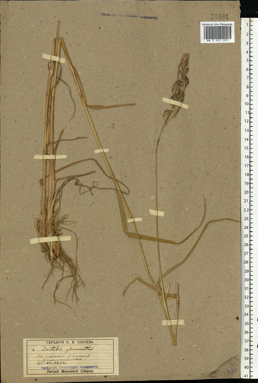 Dactylis glomerata L., Eastern Europe, Moscow region (E4a) (Russia)