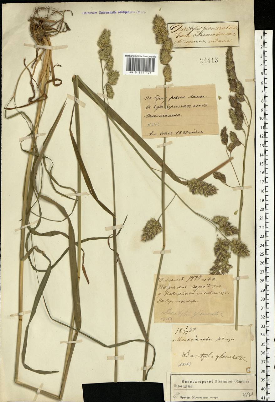 Dactylis glomerata L., Eastern Europe, Moscow region (E4a) (Russia)