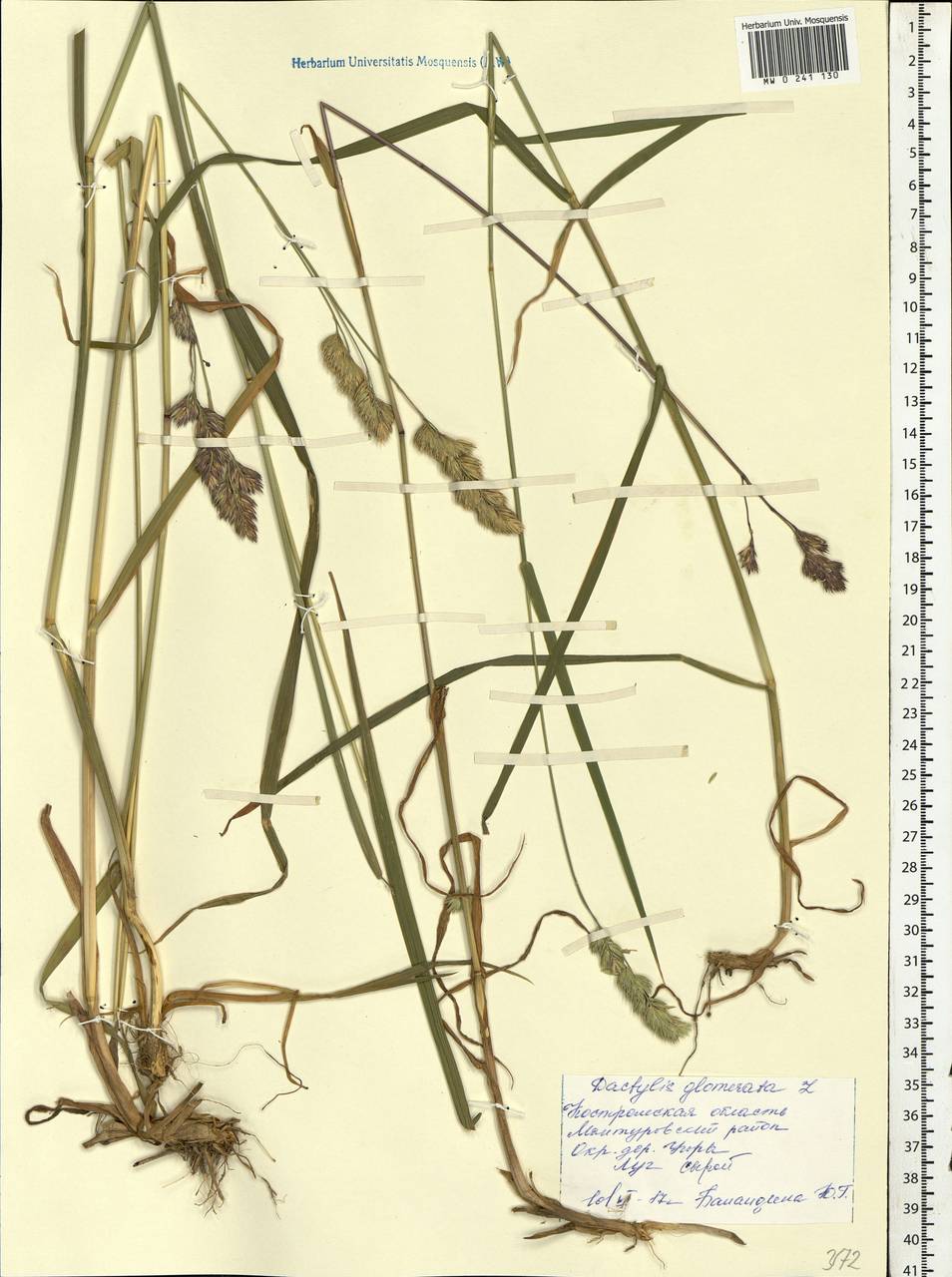 Dactylis glomerata L., Eastern Europe, Central forest region (E5) (Russia)