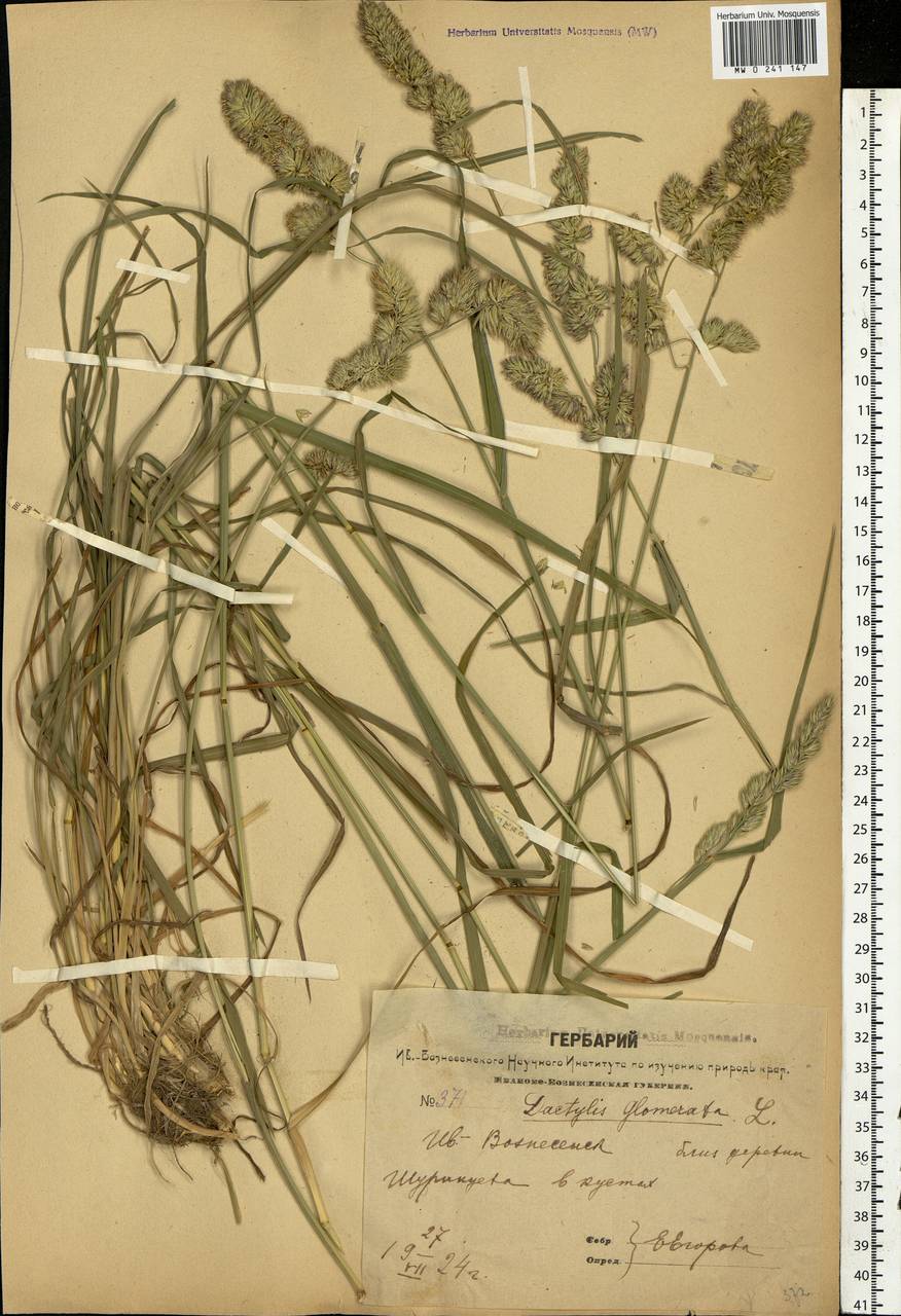 Dactylis glomerata L., Eastern Europe, Central forest region (E5) (Russia)