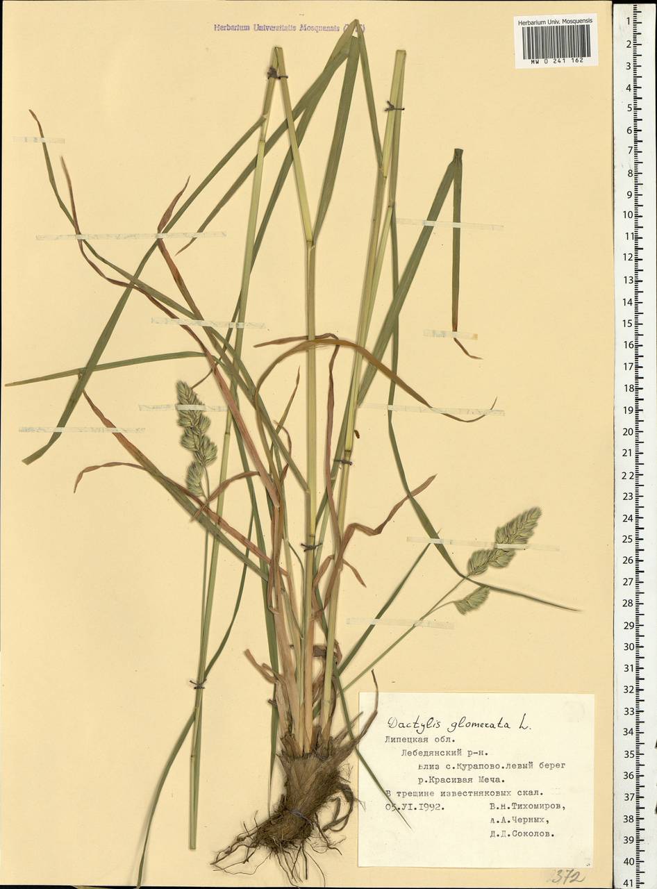 Dactylis glomerata L., Eastern Europe, Central forest-and-steppe region (E6) (Russia)