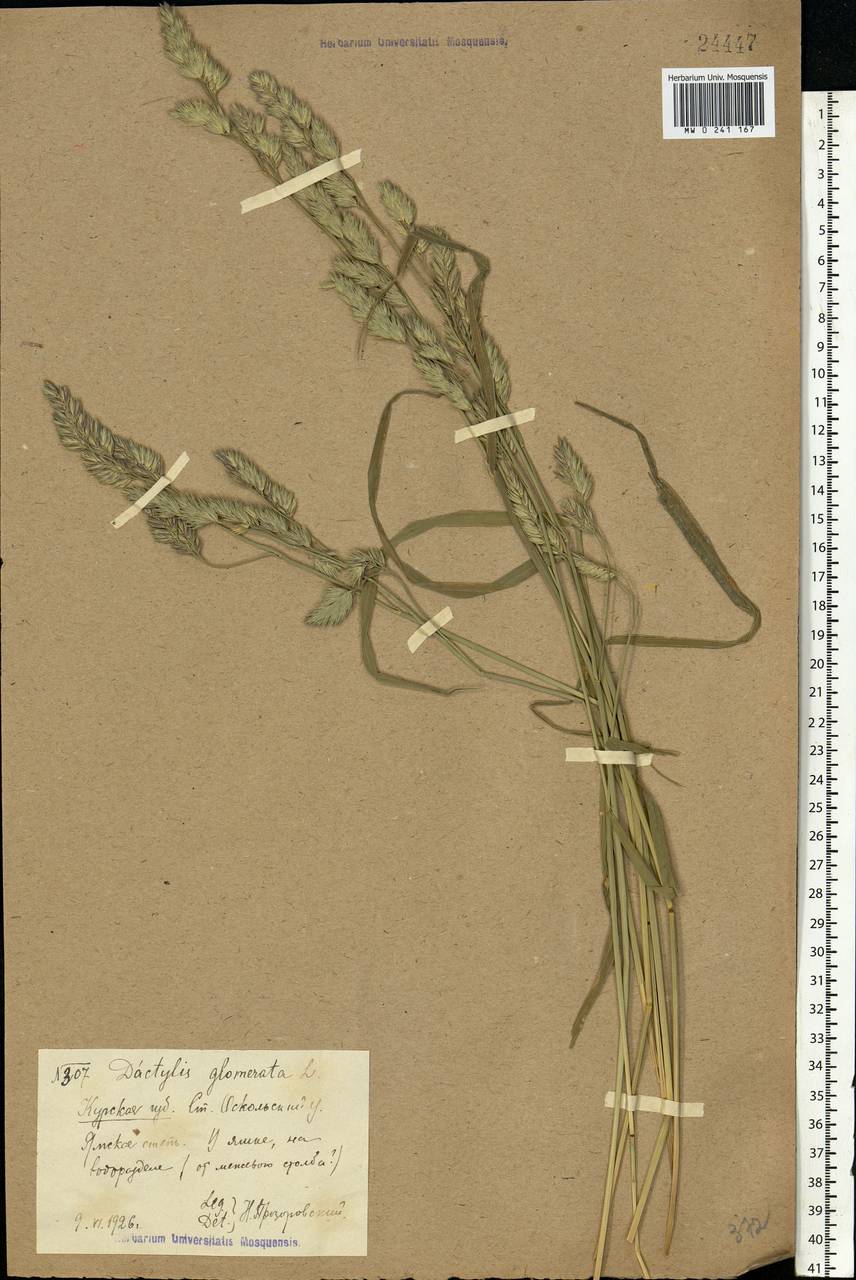 Dactylis glomerata L., Eastern Europe, Central forest-and-steppe region (E6) (Russia)