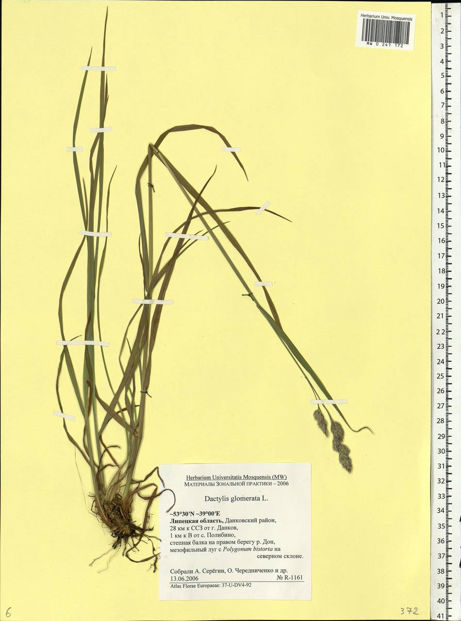 Dactylis glomerata L., Eastern Europe, Central forest-and-steppe region (E6) (Russia)