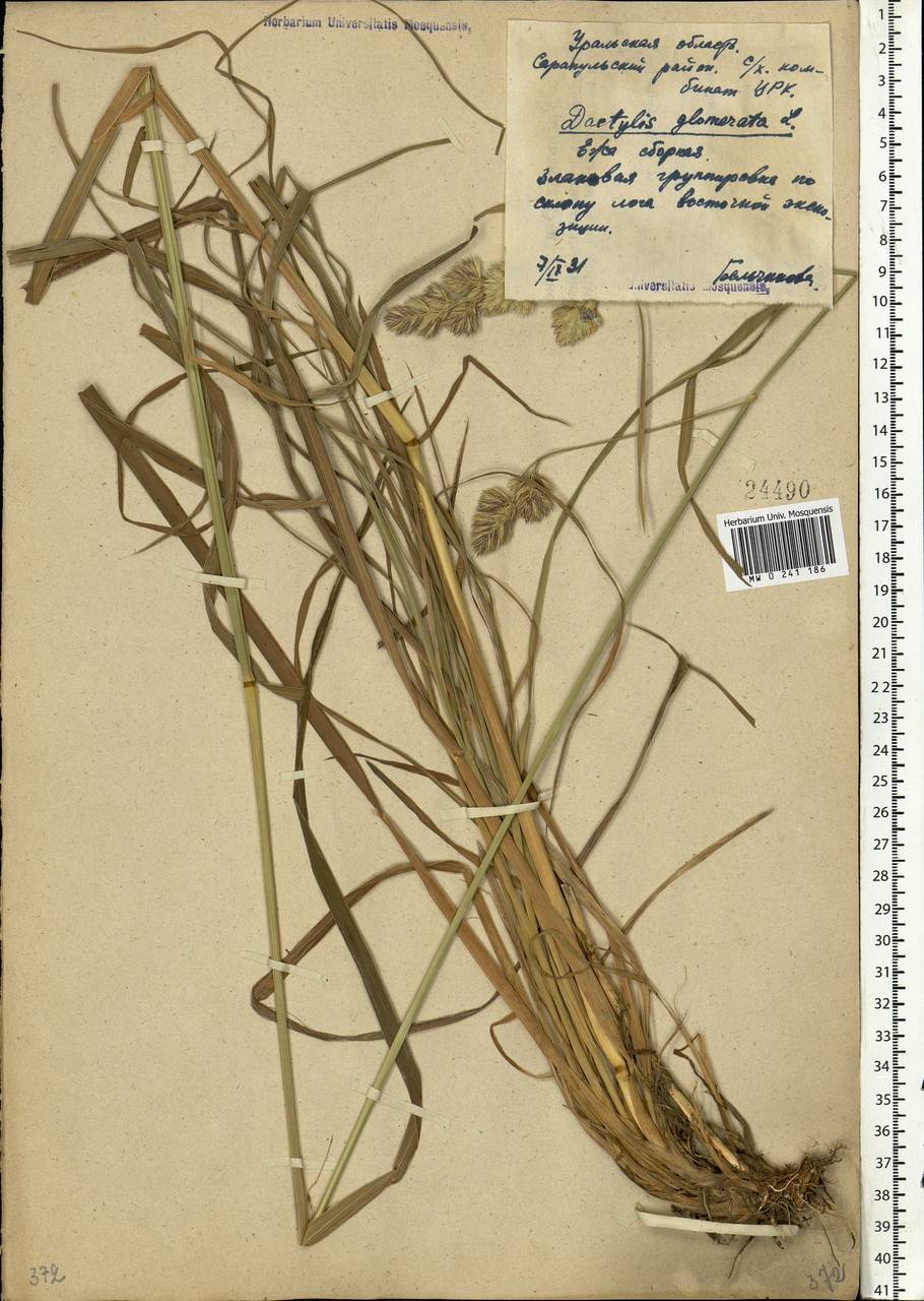 Dactylis glomerata L., Eastern Europe, Volga-Kama region (E7) (Russia)