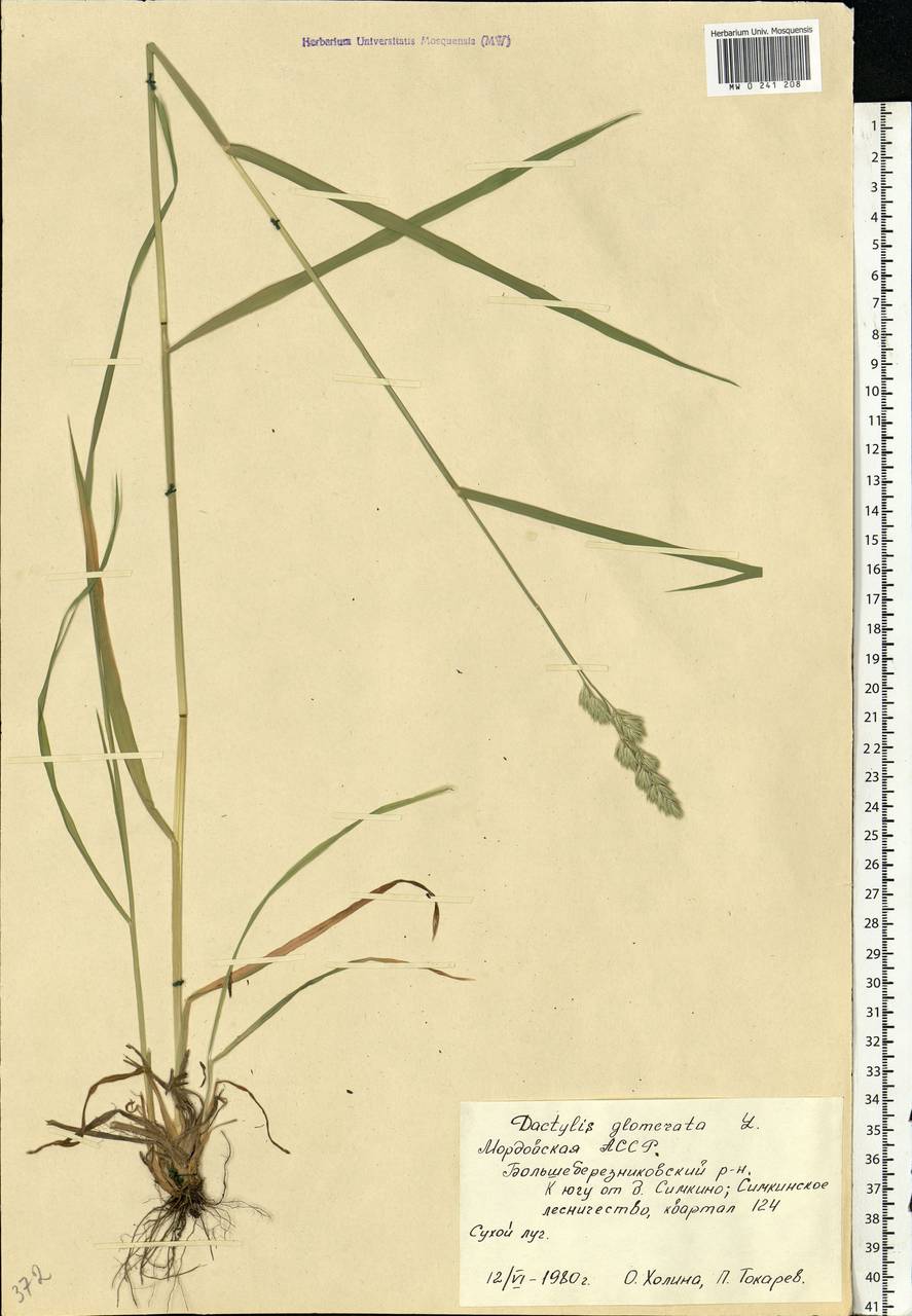 Dactylis glomerata L., Eastern Europe, Middle Volga region (E8) (Russia)
