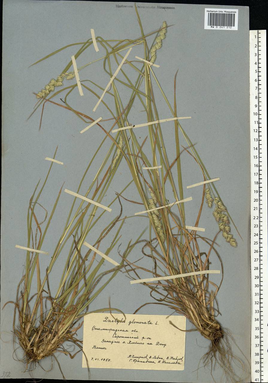 Dactylis glomerata L., Eastern Europe, Lower Volga region (E9) (Russia)