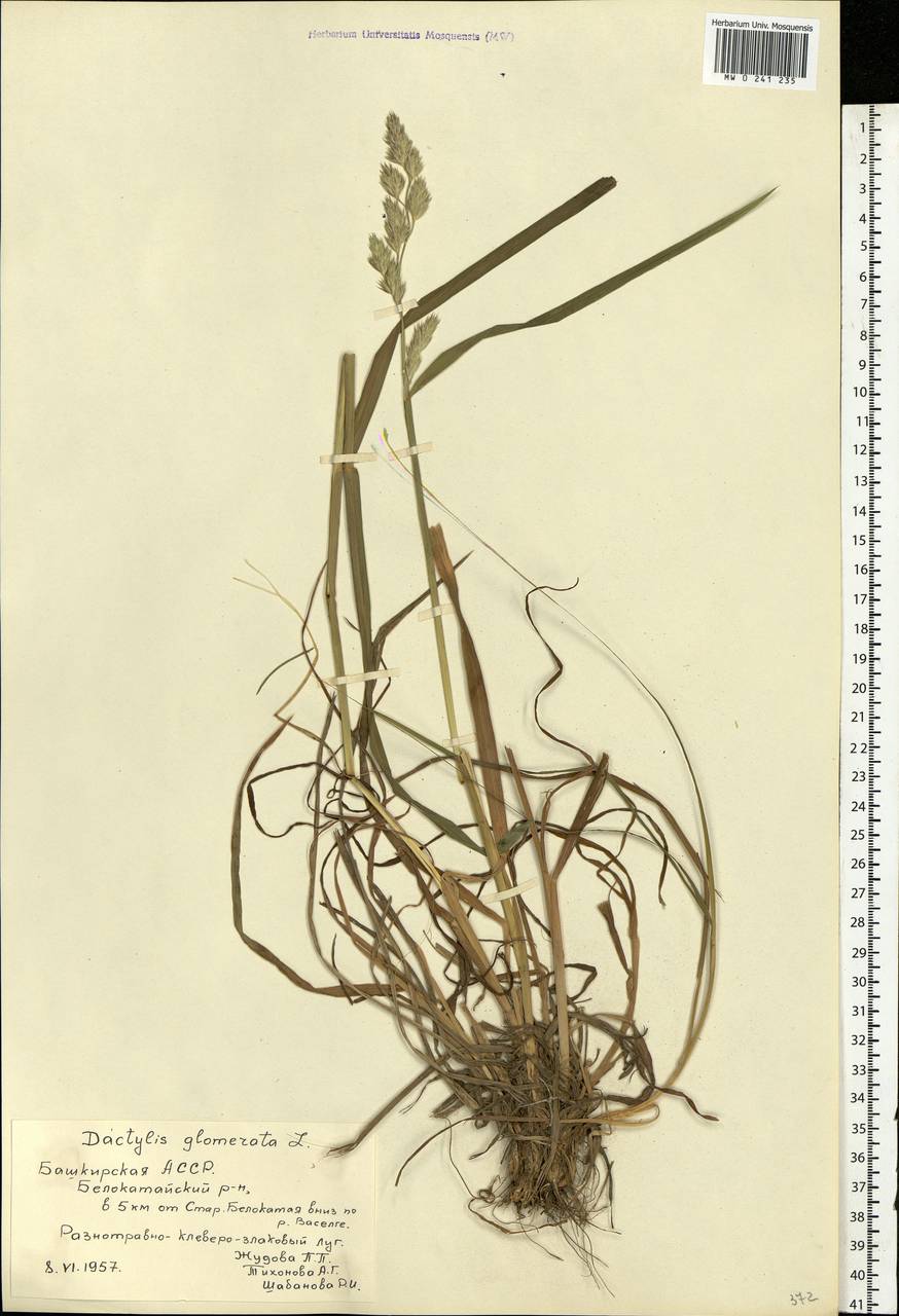 Dactylis glomerata L., Eastern Europe, Eastern region (E10) (Russia)