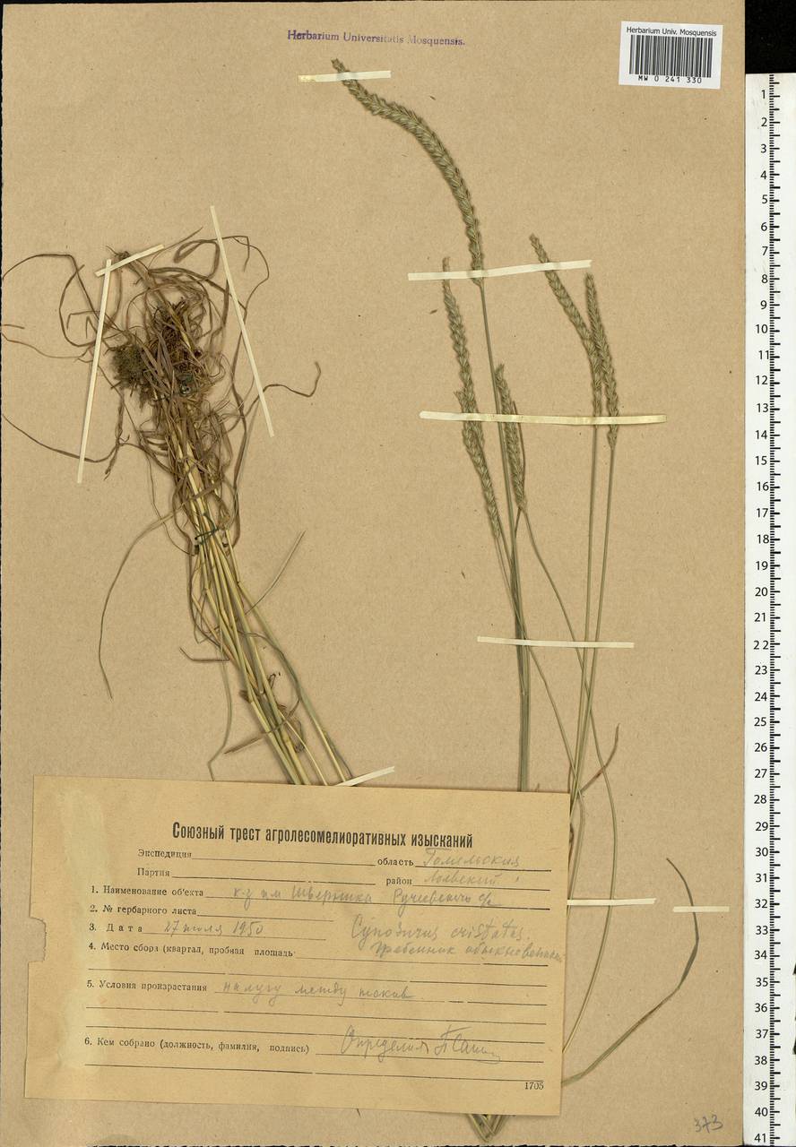Cynosurus cristatus L., Eastern Europe, Belarus (E3a) (Belarus)