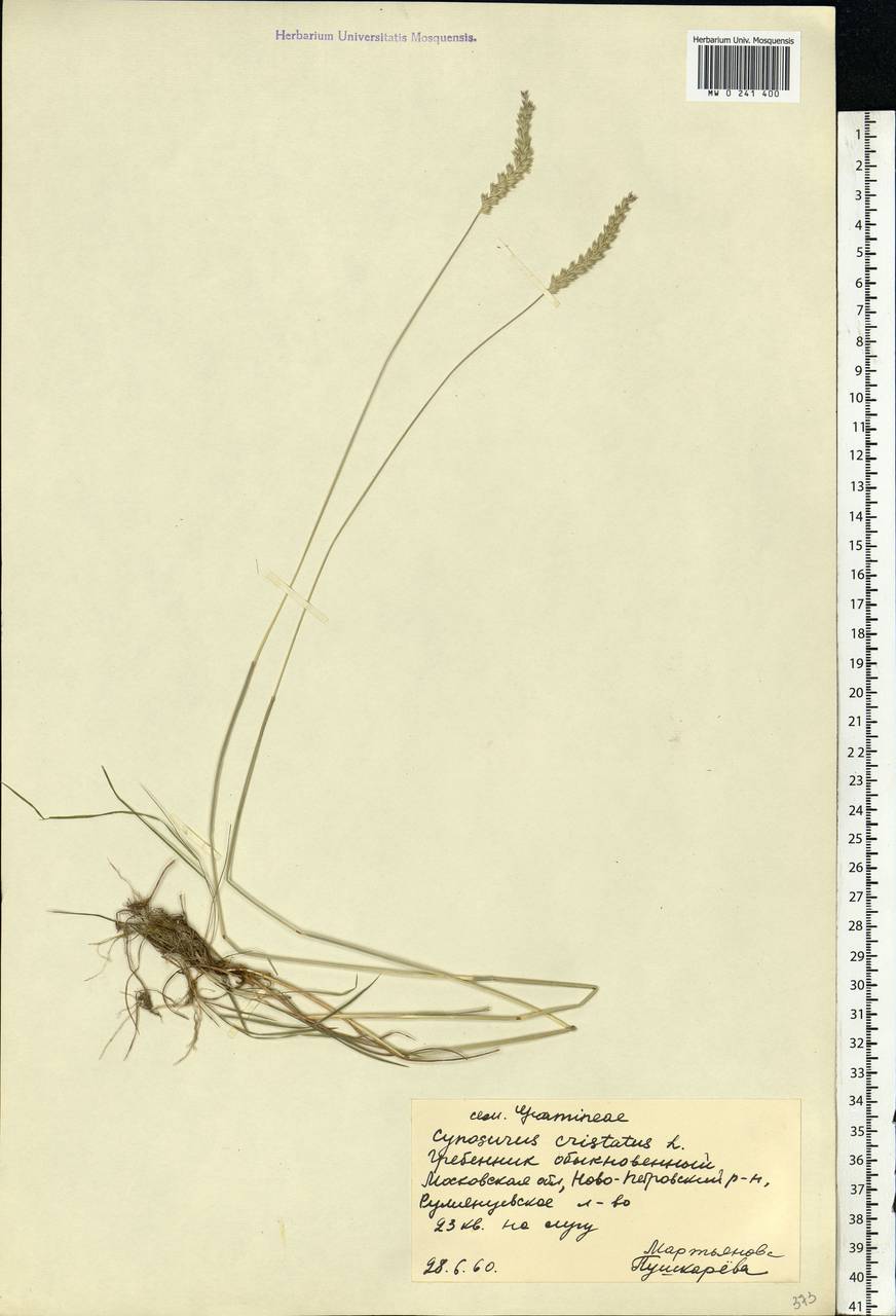 Cynosurus cristatus L., Eastern Europe, Moscow region (E4a) (Russia)