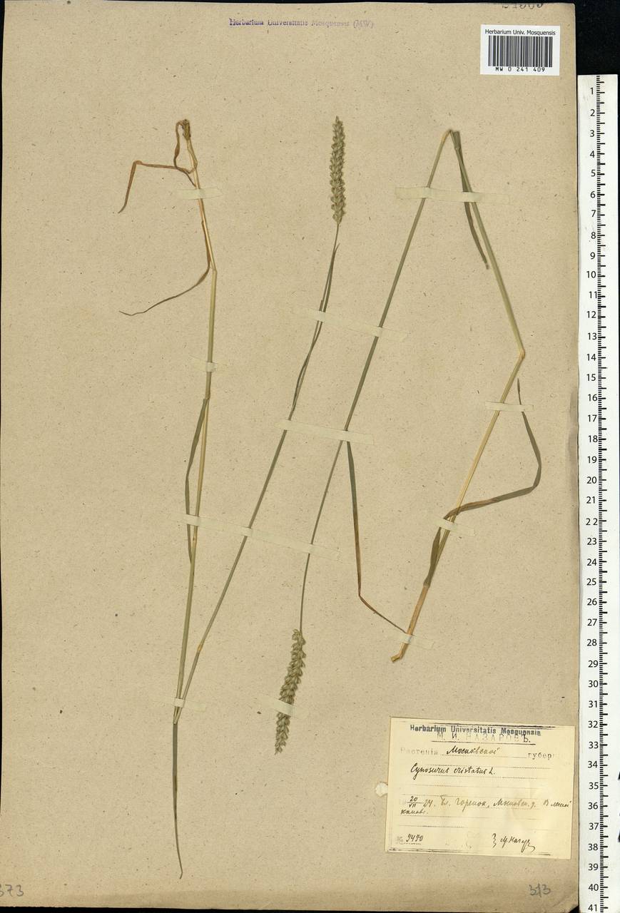Cynosurus cristatus L., Eastern Europe, Moscow region (E4a) (Russia)