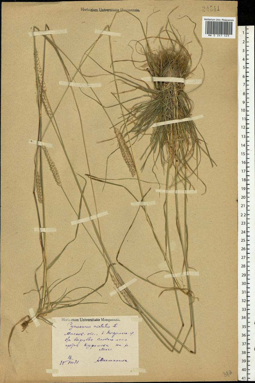 Cynosurus cristatus L., Eastern Europe, Moscow region (E4a) (Russia)