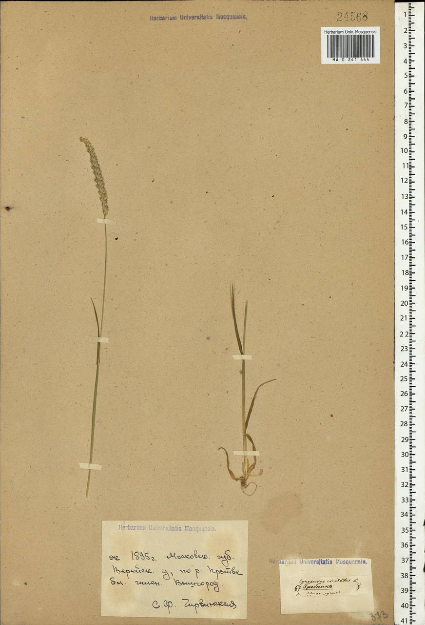 Cynosurus cristatus L., Eastern Europe, Moscow region (E4a) (Russia)