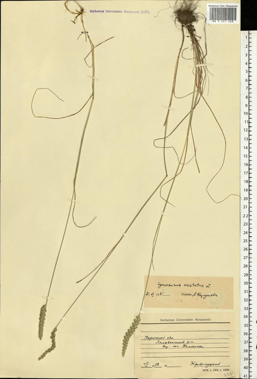 Cynosurus cristatus L., Eastern Europe, Eastern region (E10) (Russia)