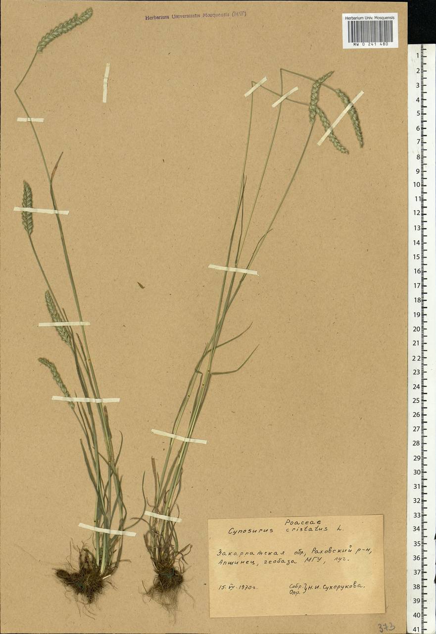 Cynosurus cristatus L., Eastern Europe, West Ukrainian region (E13) (Ukraine)