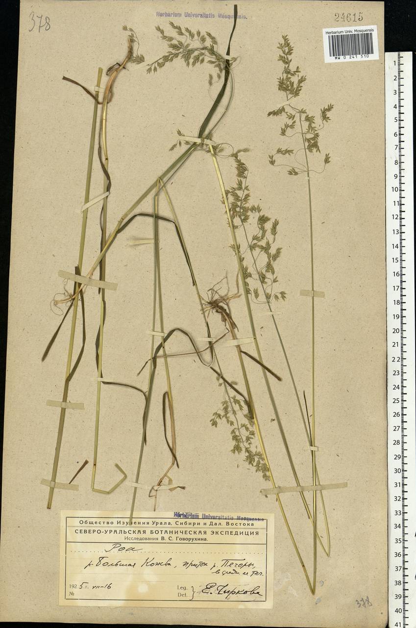 Poa, Eastern Europe, Northern region (E1) (Russia)